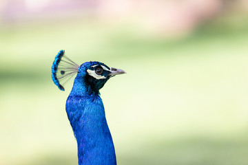 Peacock with all its colors