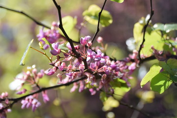 Flowers in a garden