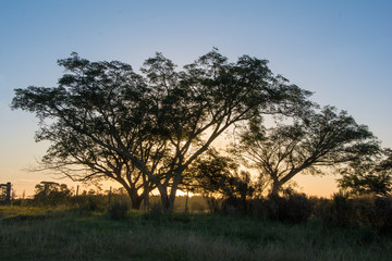 Obraz na płótnie Canvas paisaje de árbol con atardecer