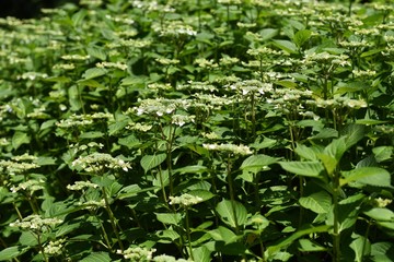 Hydrangea flowers begin to bloom