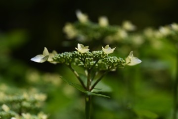 Hydrangea flowers begin to bloom