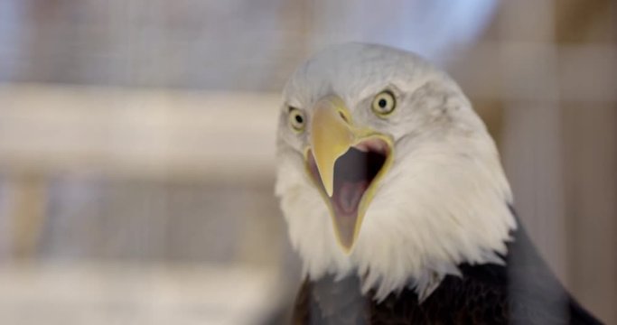 Bald Eagle Caws while looking towards camera - close up on face