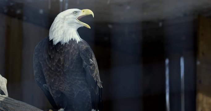Bald Eagle cawing in zoo during winter - close up