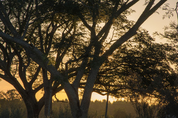 Fototapeta na wymiar paisaje de árbol con atardecer