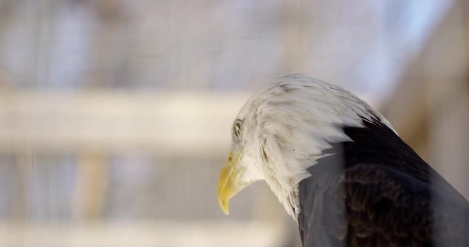 Bald Eagle side profile extreme close urp as he opens mouth