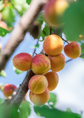 Lot of ripe apricots on the orchard tree branch.