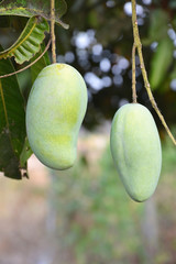 mango on the tree