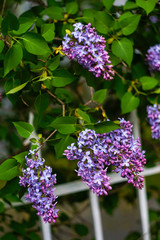 branch of purple lilac and a white fence in a garden