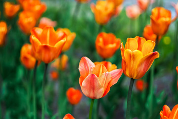 bright orange tulips on a flower bed