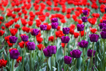 Fototapeta premium purple and red tulips on the flower bed