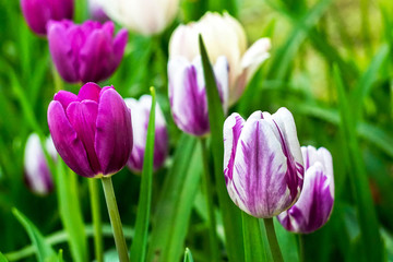 Obraz premium purple and white-pink tulips on a flower bed close-up