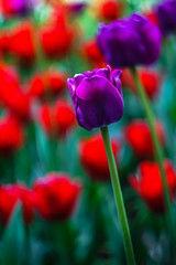 Obraz premium purple Tulip in a flower bed with red tulips closeup