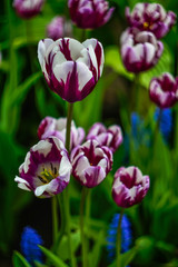 purple with white tulips in the garden close-up