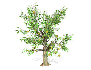 Obraz premium 3D rendering - Durian tree isolated over a white background use for natural poster or wallpaper design, 3D illustration Design.