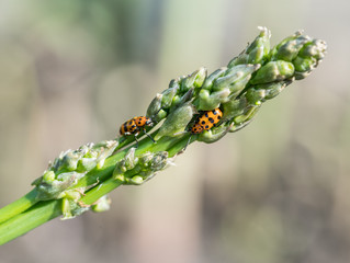 Spotted asparagus beetle on the asparagus sprout top.