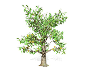 3D rendering - Durian tree isolated over a white background use for natural poster or wallpaper design, 3D illustration Design.