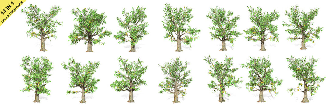 3D rendering - 14 in 1 collection of Duran trees isolated over a white background use for natural poster or wallpaper design, 3D illustration Design.