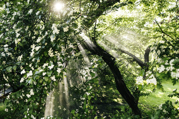 Fototapeta premium the sun's rays and the rain forest