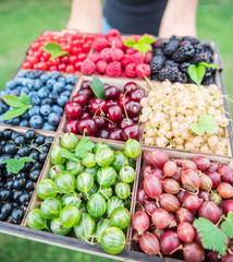 Wooden box with berries in female hands. Top view.