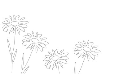 Flowers background with chamomile one line drawing vector illustration
