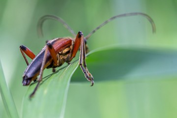 Stenocorus