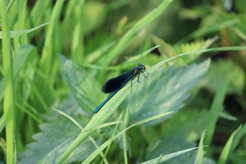 dragonfly on a blade of grass
