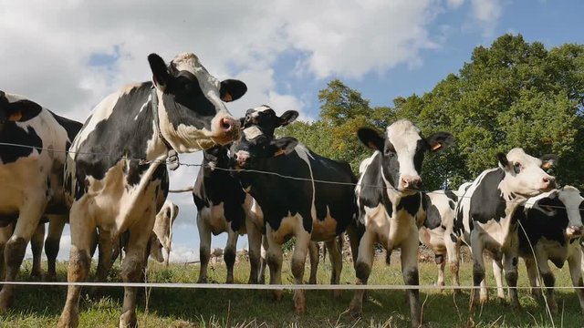 Outdoors Video of Herd of Black and White Cows Eating Green Grass. Animal Feeding, Eco Farming Concept