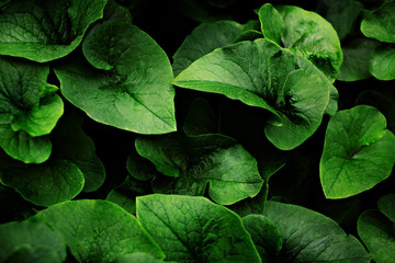 Wide leaves of the plant in low key