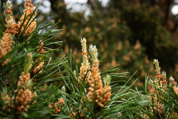 Flowering pine in the spring forest. Macro and close-up
