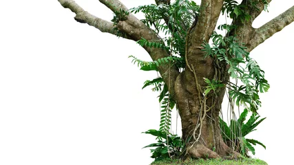 Foto op Canvas Jungle tree trunk with climbing Monstera (Monstera deliciosa), bird’s nest fern, philodendron and forest orchid green leaves tropical foliage plants isolated on white background with clipping path. © Chansom Pantip