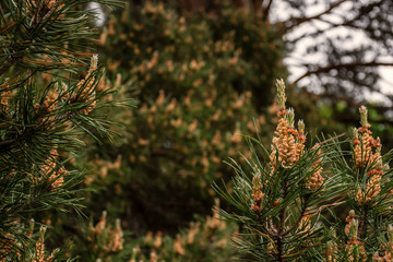 Flowering pine in the spring forest. Macro and close-up