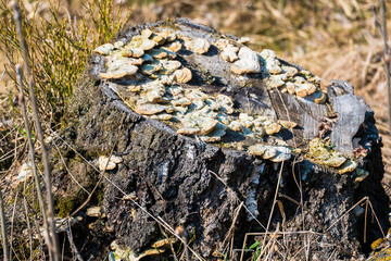 An old stump, infected by fungal plant pathogen - Polypore fungus. This species infects trees through broken bark, causing rot and continues to live on trees long after they have died, as a decomposer