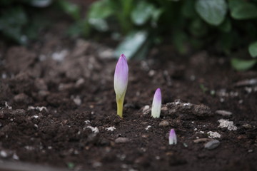 white crocus flower