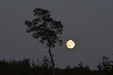 Vollmond m Baum