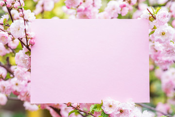 Fototapeta na wymiar Paper blank between flowering almond branches in blossom. Pink flowers as a frame.
