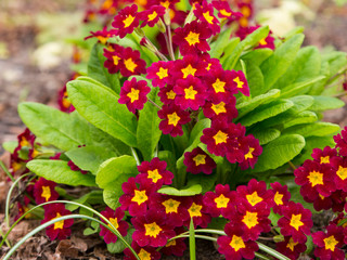 Horizontal view of a cluster of red Sibthorp primrose flowers blooming in spring, Quebec City, Quebec, Canada