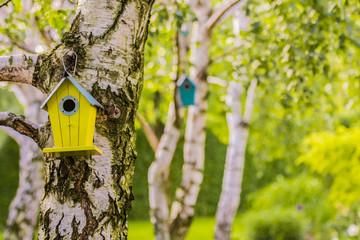 wooden birdhouse on the birch