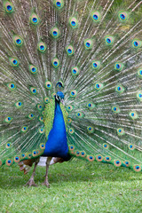 Peacock with all its colors