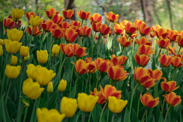 Yellow and red tulips growing in a flowerbed