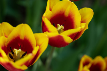 Fototapeta premium yellow tulips with red pattern on a green background of foliage in early spring