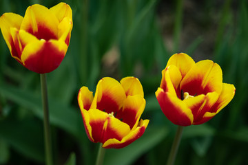 Fototapeta premium yellow tulips with red pattern on a green background of foliage in early spring