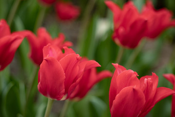 Naklejka premium macro shooting of a Tulip flower of an unusual color on a blurred green background
