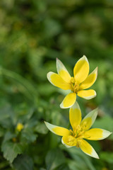 macro shooting of a Tulip flower of an unusual color on a blurred green background