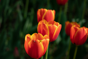 Fototapeta premium red tulips bloom on a Sunny day in the Park on a background of green leaves
