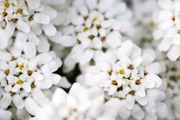 White flower 2
