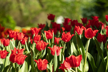 Many bright red tulips in the Park on a Sunny day