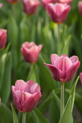 Multicolored tulips bloomed on a flower bed in spring