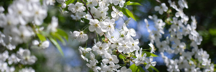 Obraz na płótnie Canvas Apple tree branch with white flowers on blurred background