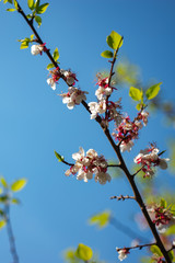 sakura. cherry blossom in springtime, beautiful pink flowers against the blue sky