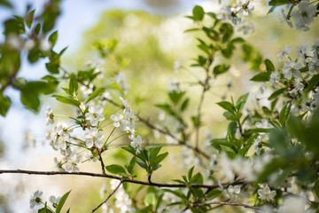 Blossoming of cherry flowers in spring time with green leaves, macro, frame